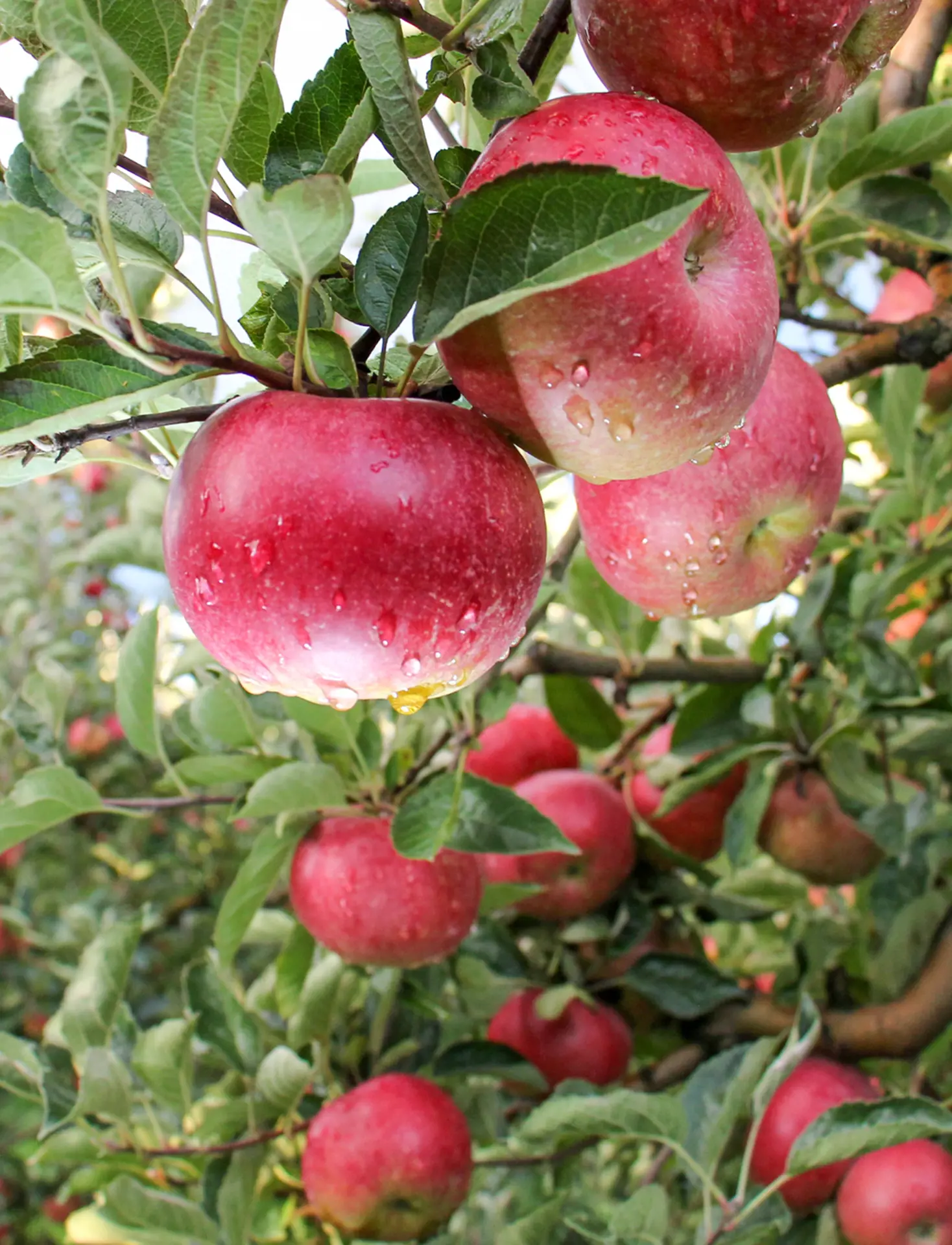 Apples Help Fight Asthma