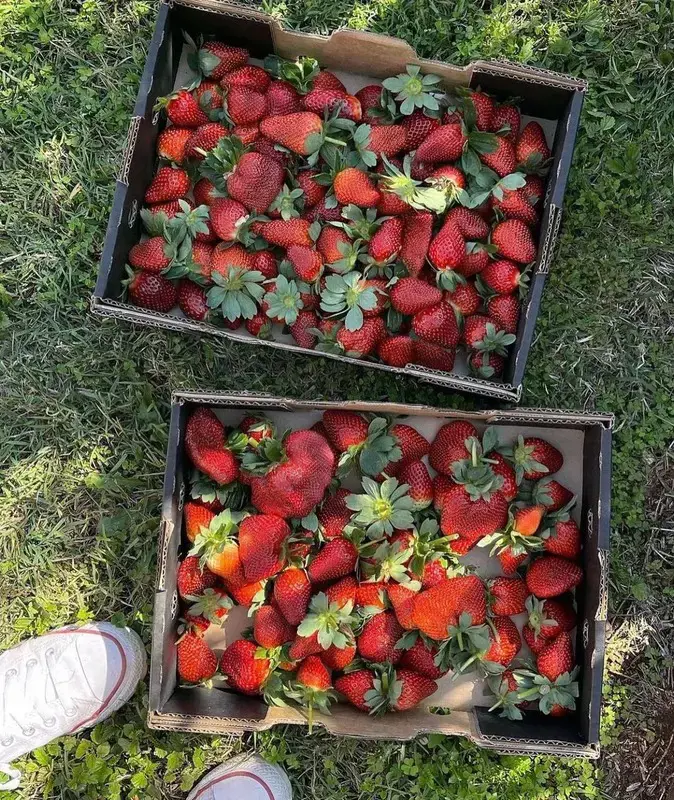 Nutritional Composition of Strawberries