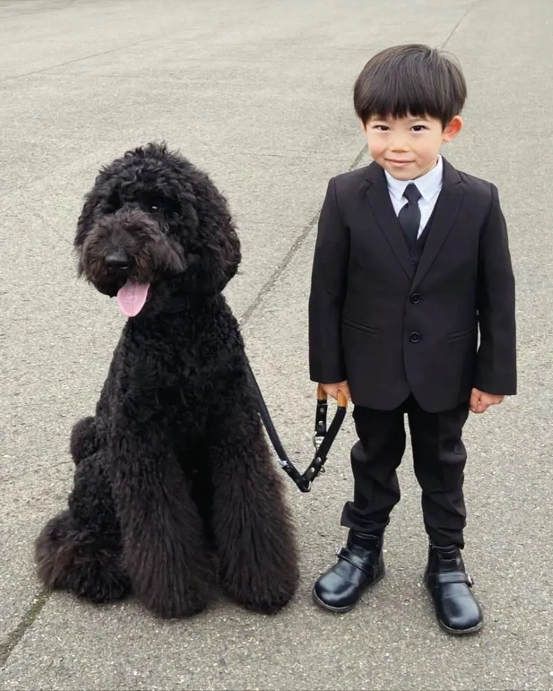 poodle with kids