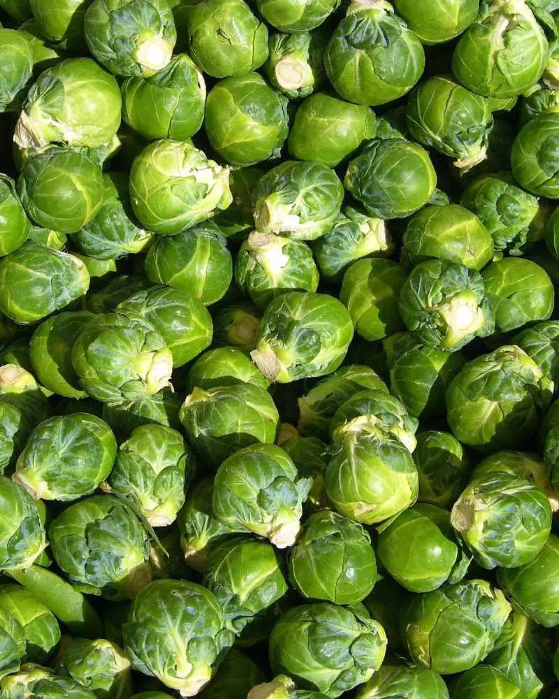 Brussels sprouts supply high levels of vitamin C and vitamin K, with more moderate amounts of B vitamins