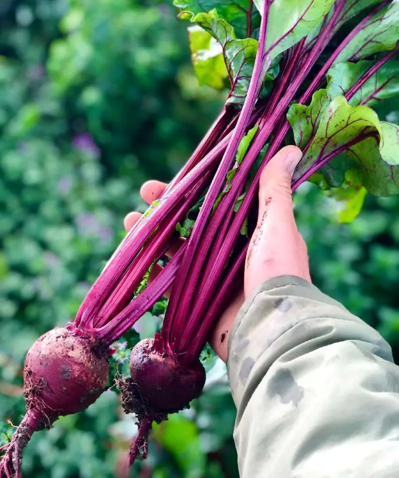 Beetroots, commonly referred to as beets, are a vibrant and versatile type of vegetable