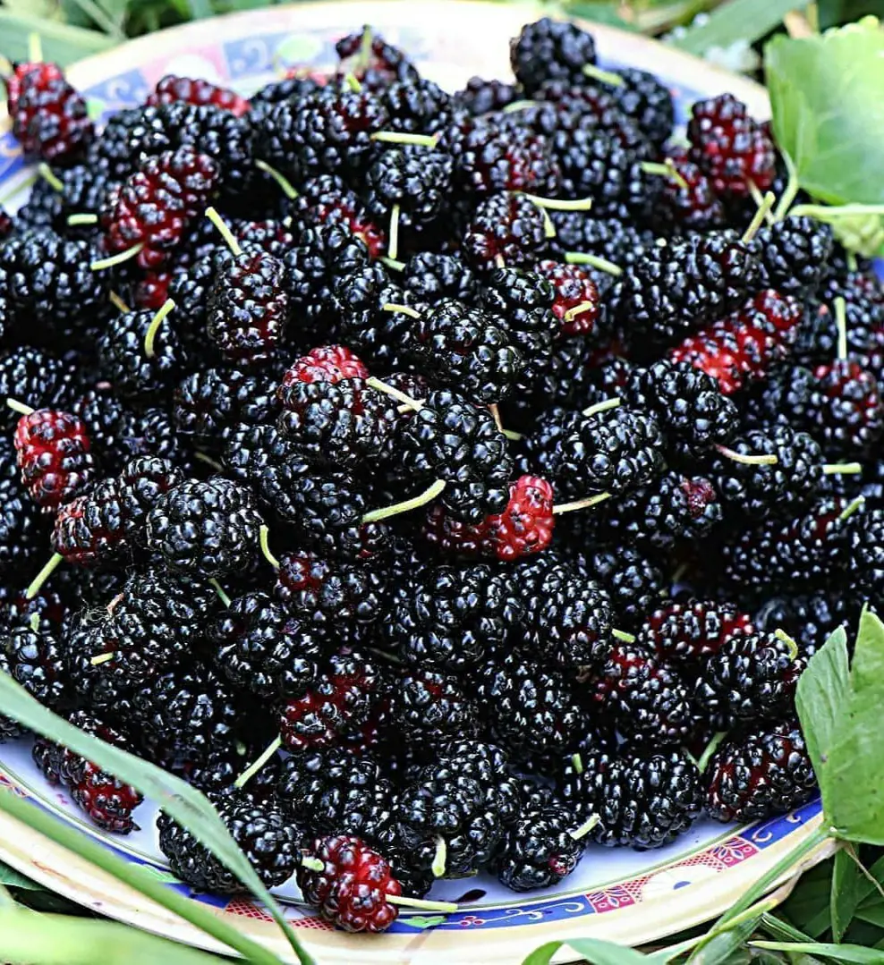 Mulberries are juicy, sweet and sour fruit that is rich in vitamin C, and minerals.