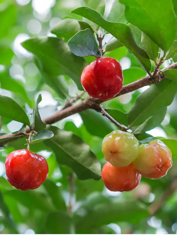  A half cup of this cherry provides 825 mg of vitamin C.