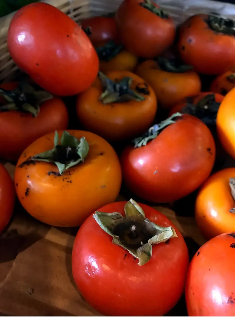The Persimmons fruit has a wide variety within Africa, America and Asia and resembles tomato.