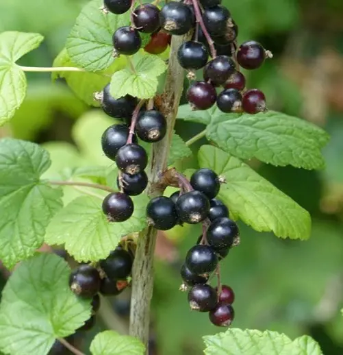Zante Currant is used to describe currants in United States, the United Kingdom, and Ireland.