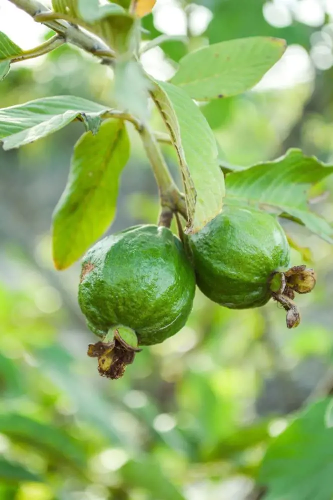 Guavas are green fruit with a sweet taste that comes from a moderately dense tree.