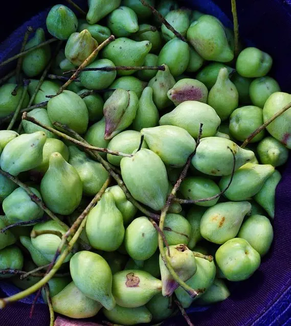 Kakadu Plums is used for medicinal purpose due to its traditional antibiotic and anti-inflammatory property.