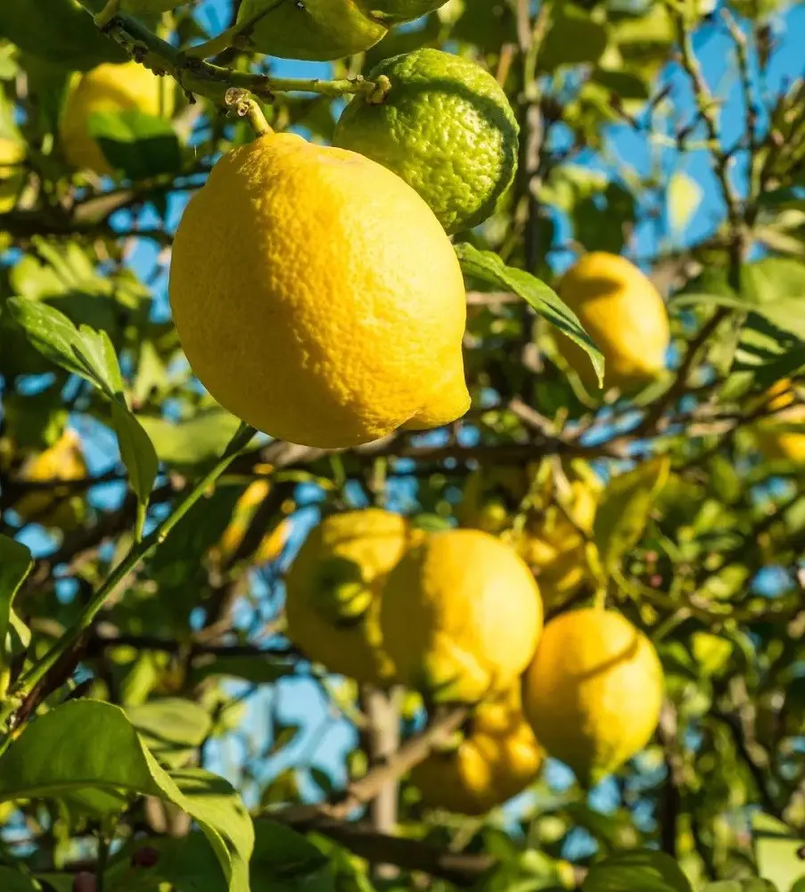 Lemons, a rich source of vitamin C has a wide varient throughout countries.