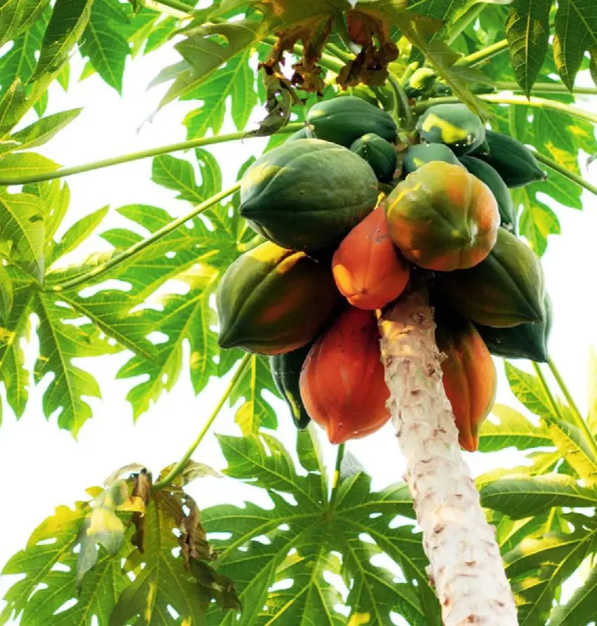 Papayas grow together in large quantity on a tall single stem.