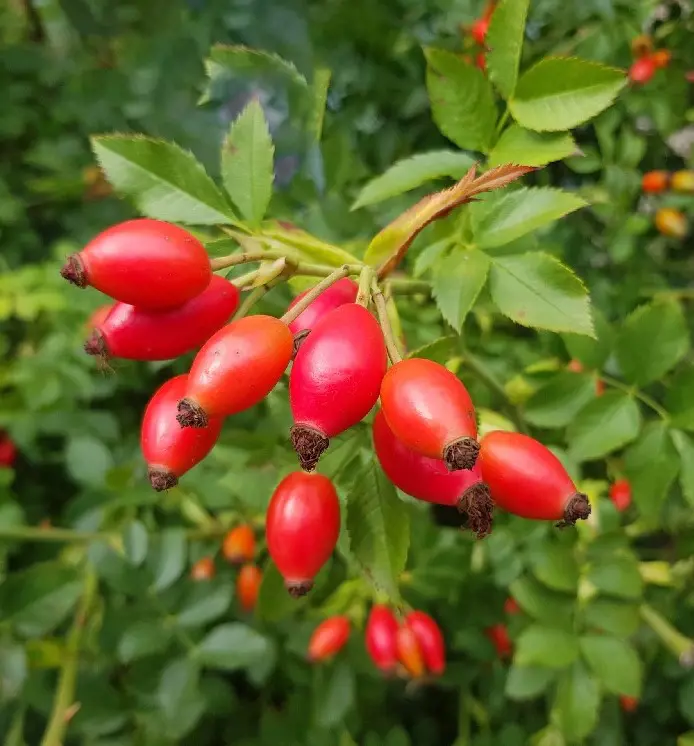 Rose hip are the fruits of a rose plant and has many nutritional properties in it.