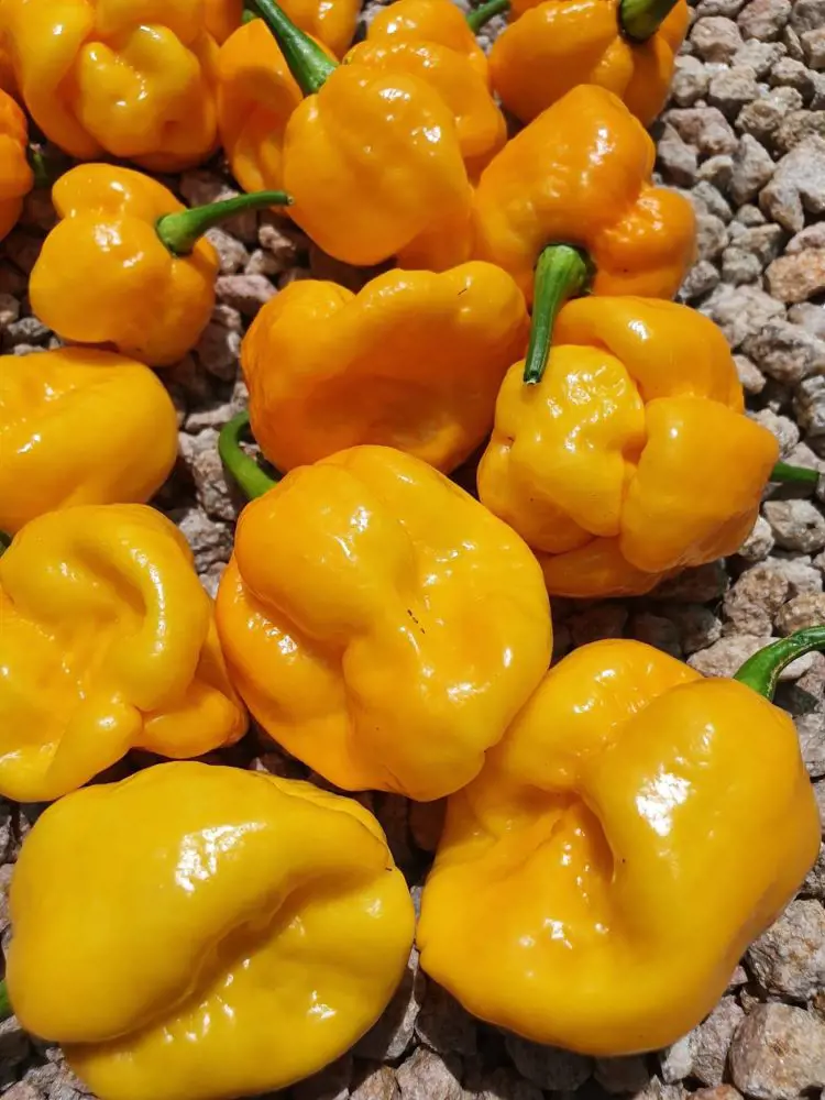 Yellow Sweet Pepper is a popular vegetable filled with vitamin C and antioxidant that can be eaten both raw or cooked.